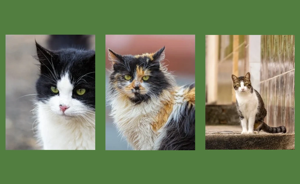 Tres gatitos adorables sobre un fondo verde que representa a la web Emporio Felino